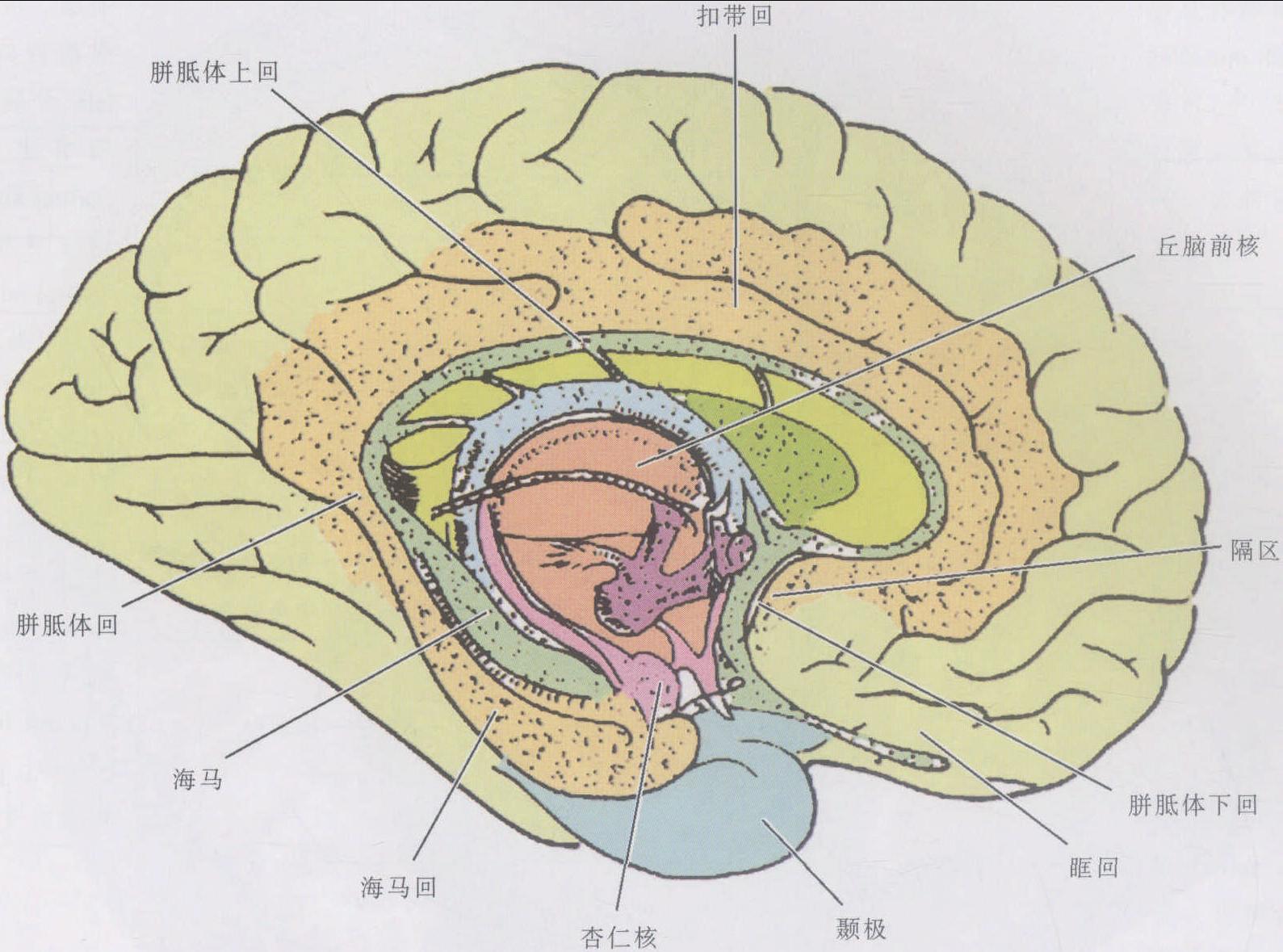 徐桂兴手绘｜颞叶、枕叶......大脑皮层的解剖与定位（二）|功能|颞叶|大脑皮层|视觉|枕叶|-健康界
